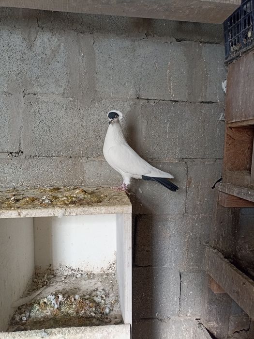 Московский монах