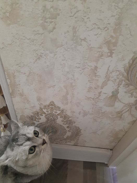 Zottor mushi sotiladi