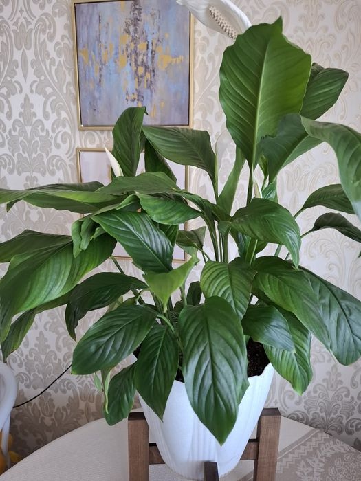 Продам большой спатифилум