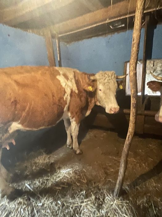 Vand vaca balțată româneasca