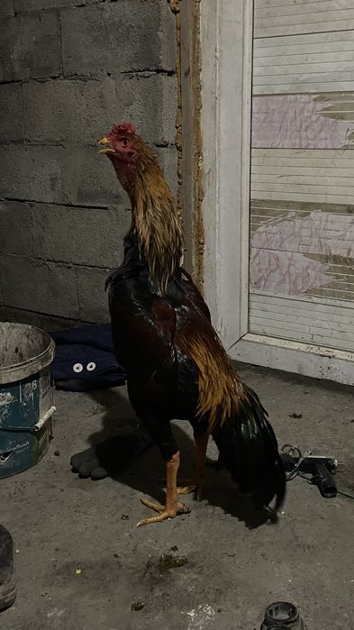 Дакан қораз сатылады