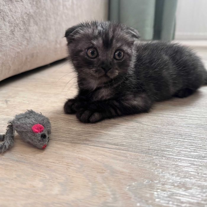 Вислоухий кот дымчатый
