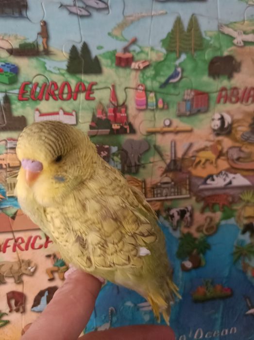 Vând peruș pui și 2 maturi.