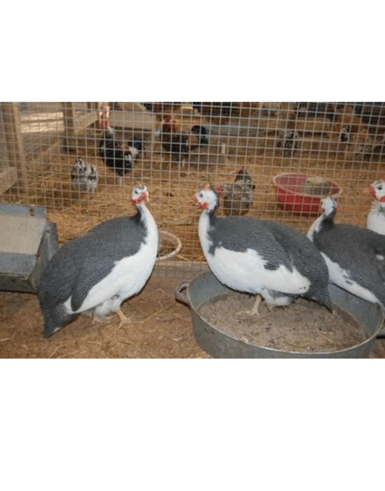 Продам цесарок прошлогодних