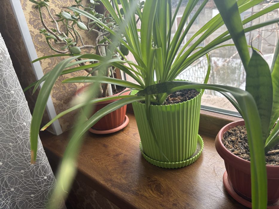 Цветы комнатные