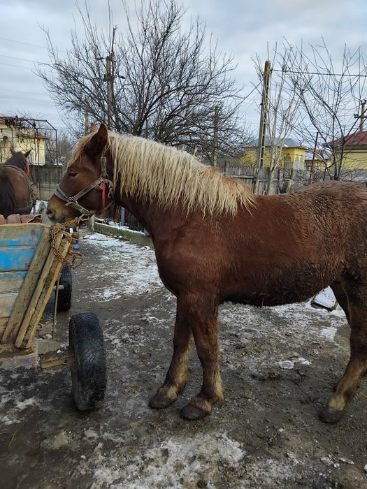 Vând cîlan semi greu