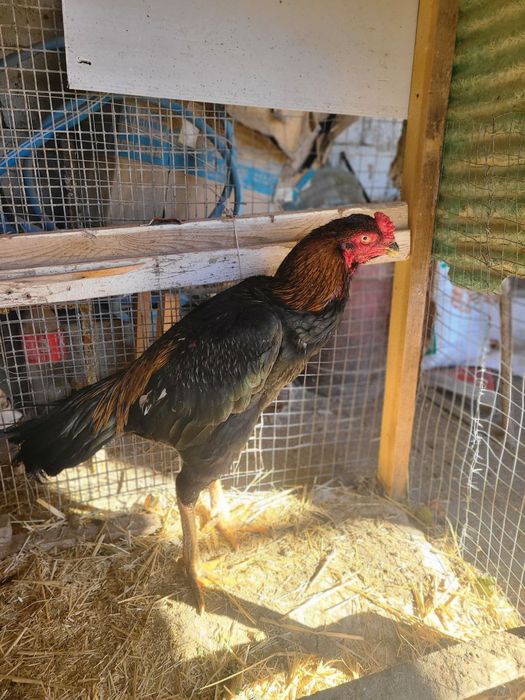 Xo'roz sotiladi zorini boqaman deganlaga