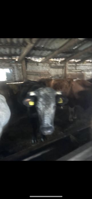 Vand 3 juninci cu vitel !