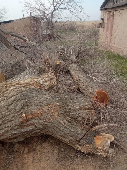 Пилем и продаём дерево