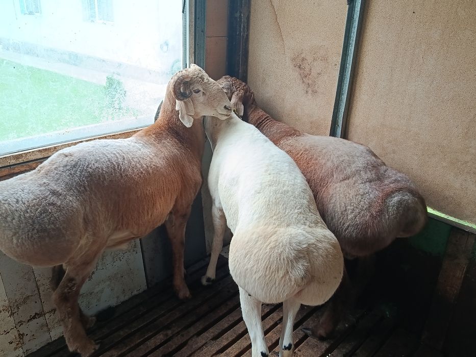 Кошкары для линии