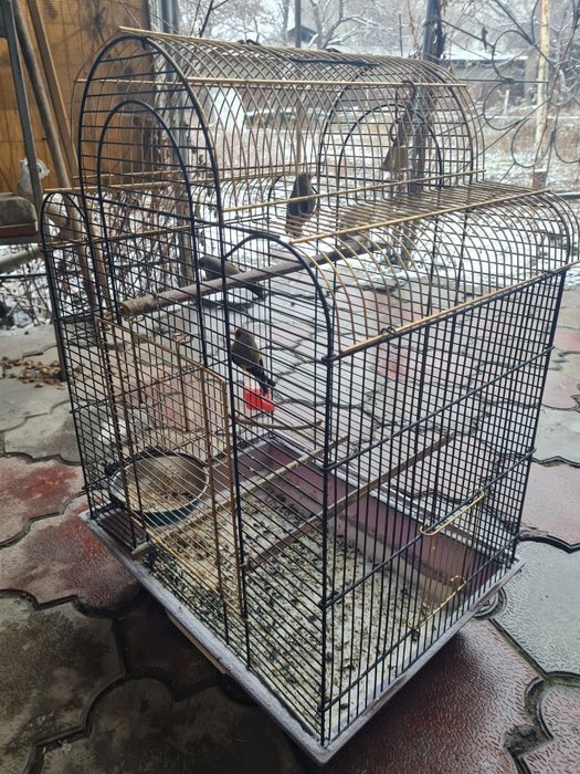 Продам щеглов седоголовых