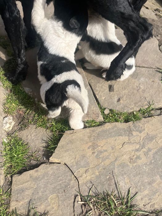 Подаряваме Малки кучета нечисти кокерчета!