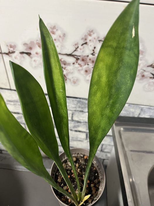 Сансивьерия ложки