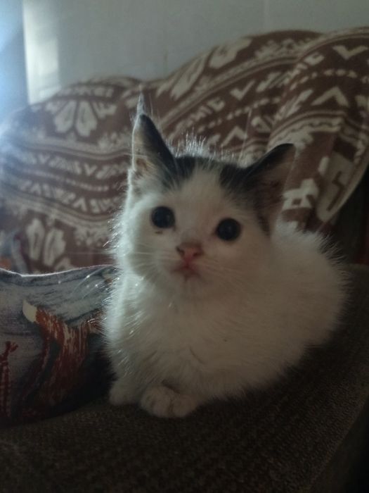 Котенок в добрые руки