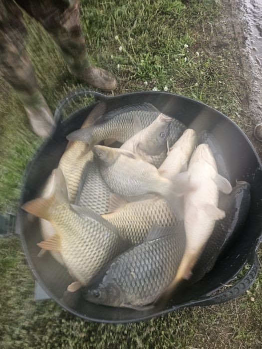 Crap Românesc vara 3