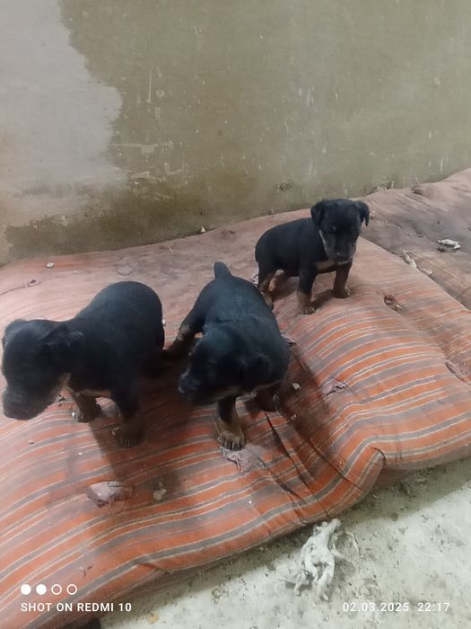 Продам Щенков Яктерьера