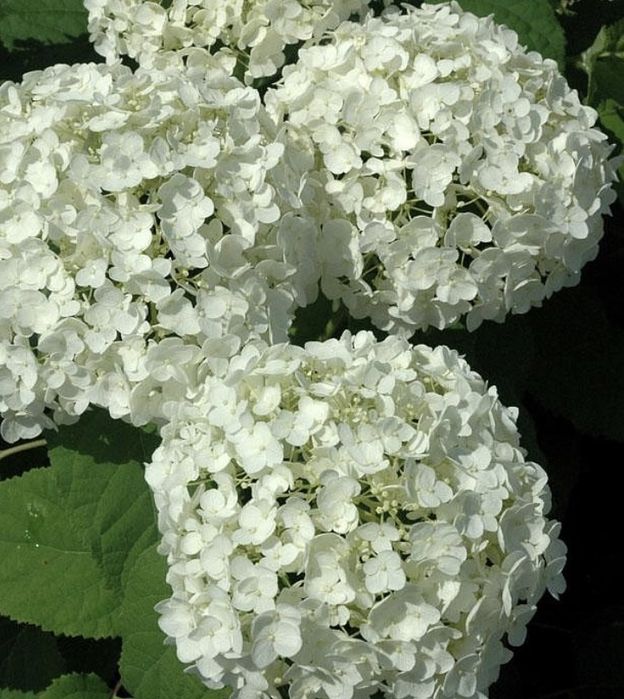 Продам гортензию кустовую