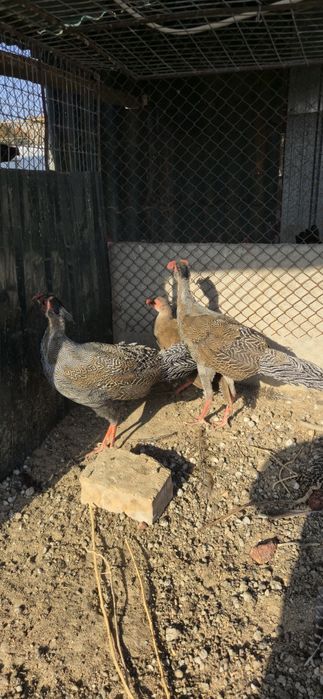 Серебряный фазан