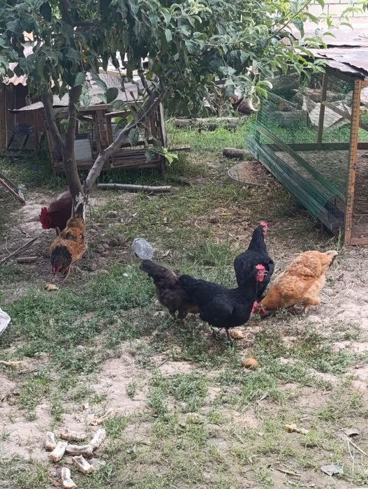 Mol qo'y lar uchun drobilka дробилка sotiladi