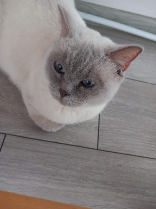 Британска късокосместа