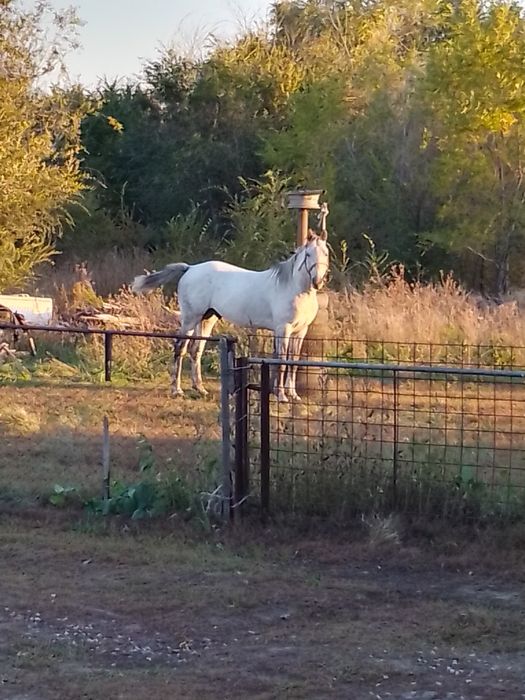 Продам айгыр 8жасар