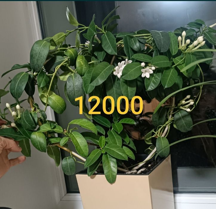 Продам Эухарис (амазонскую лилию)