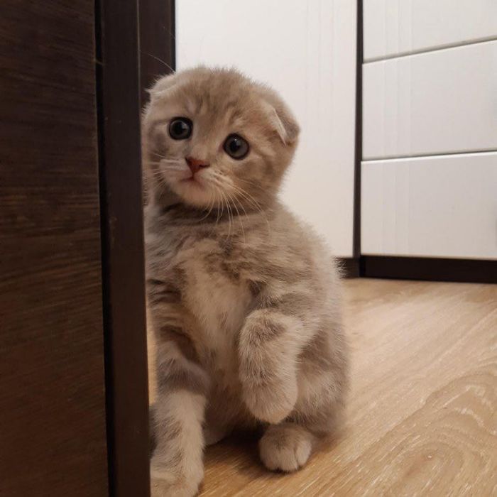 Шикарненькие Котята