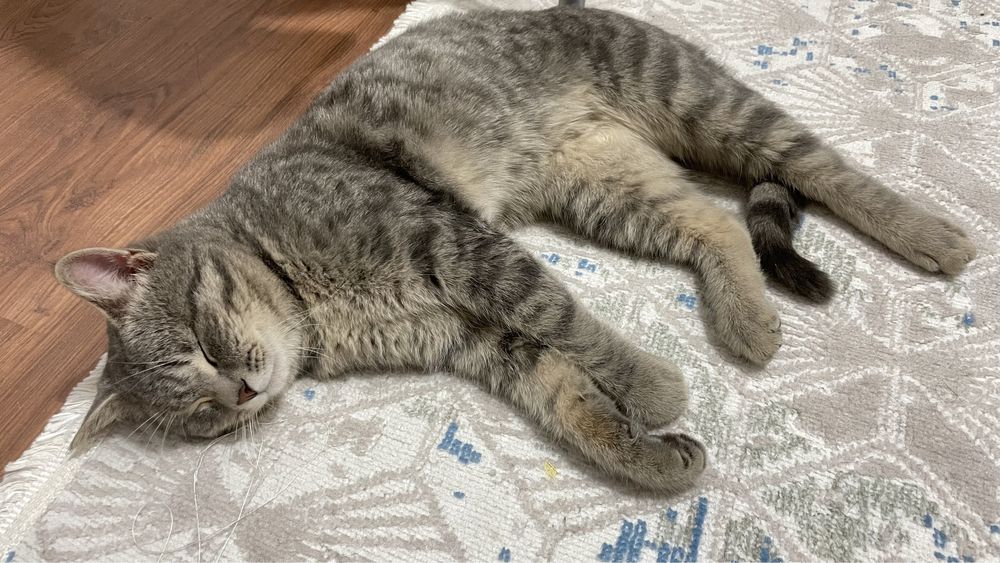 Отдам в добрые руки котенка