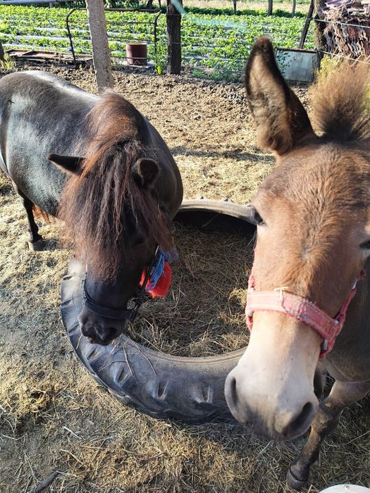 Vand catar, magar, ponei