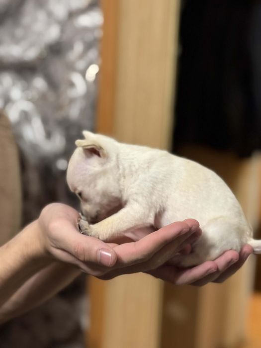 ПРОМО!!! Чихуаха