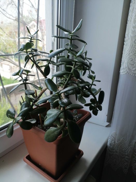 Денежное дерево продаётся