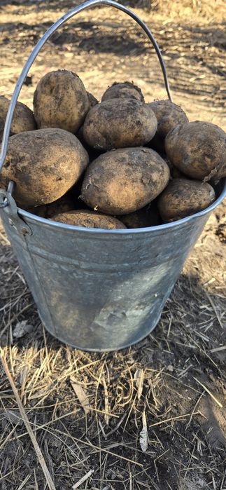 Картофель едовой