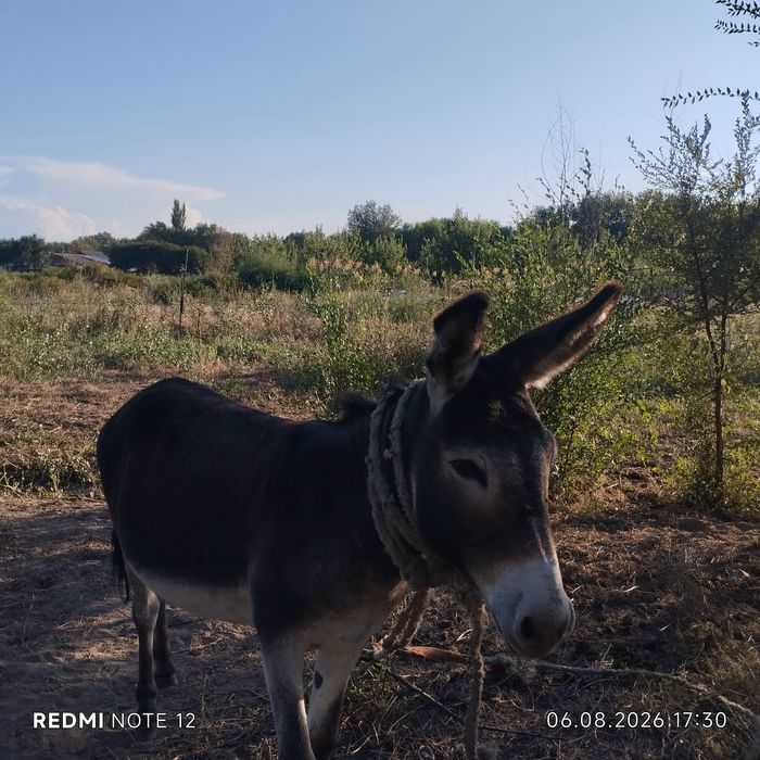 Ишак продаётся 3 года