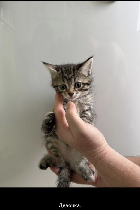 Отдам котят в добрые руки