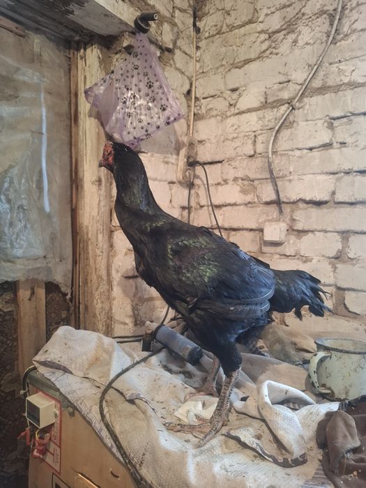 Продам дакан курица со шпорами