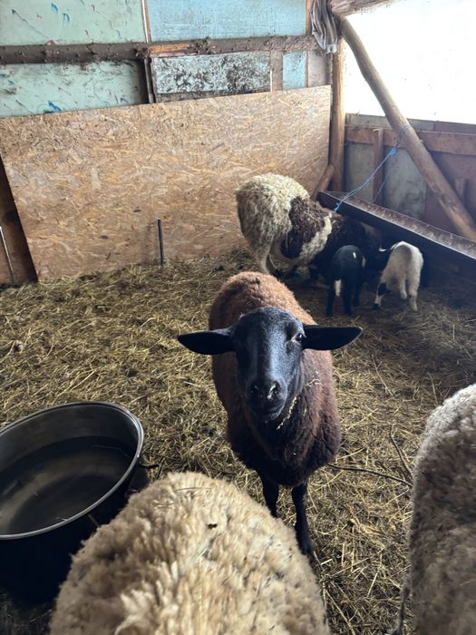 Vând 3 oi de un an cu miei lângă ele