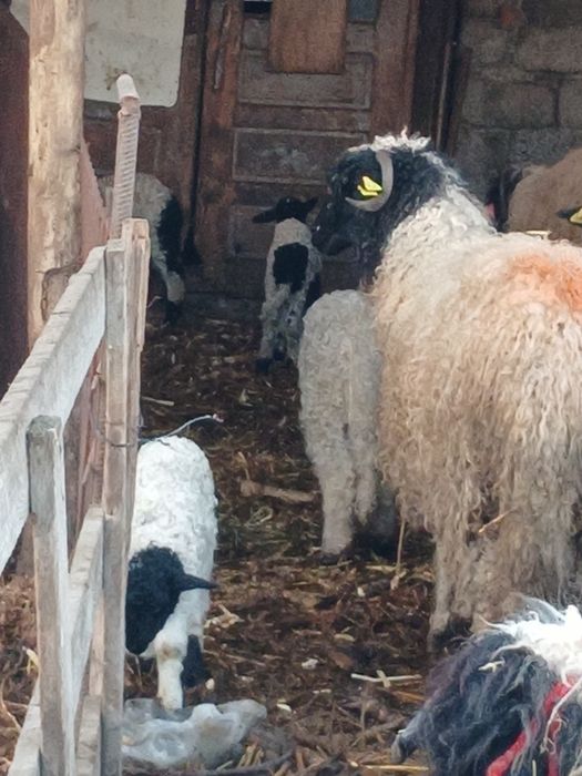 Se vinde Carabase de Brastavatu