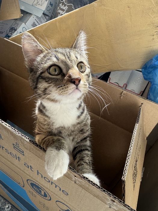 Котенок бесплатно