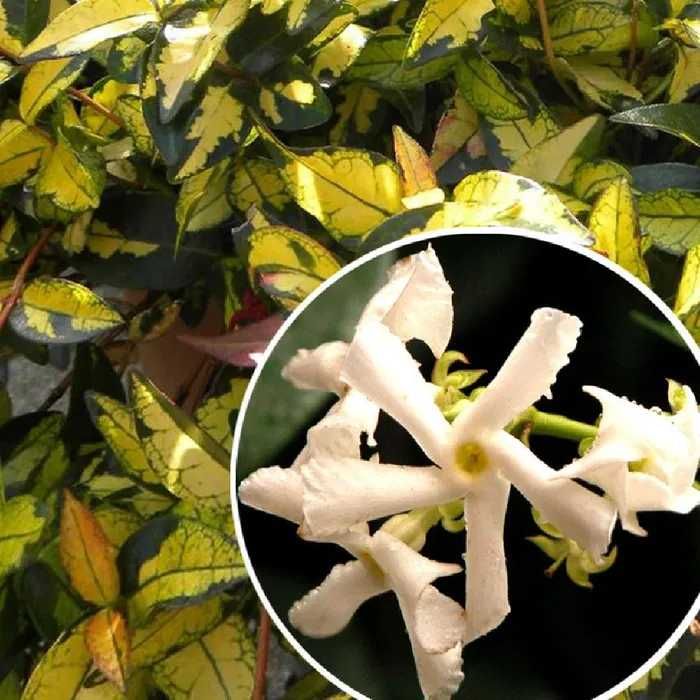 Жасмин вечно зелен
Налични 4 вида