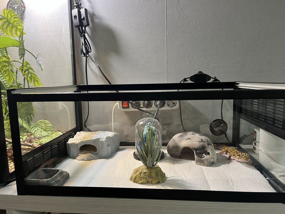 Прадается эублефар самец.