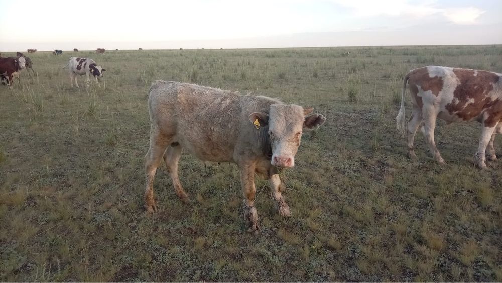 Продам бычков.  .