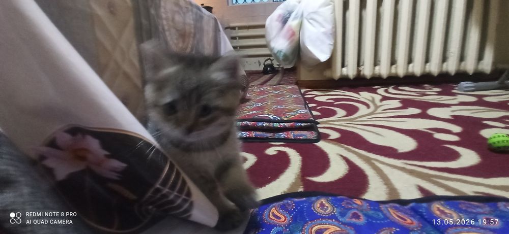 Котята 1.5 месяца. Приучены к лотку
