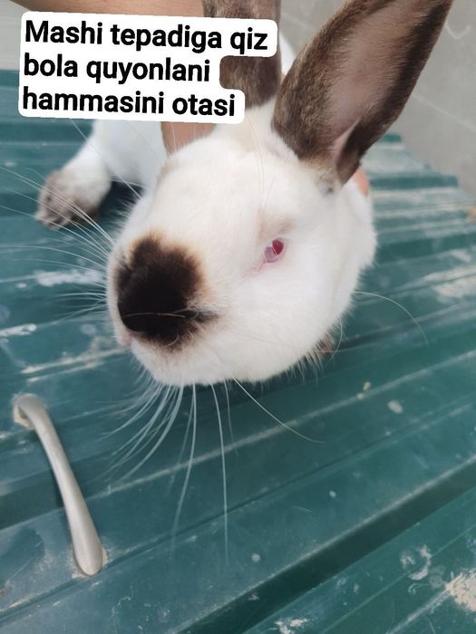 Kaliforniya / nzb quyon. Кролик калифорнийский