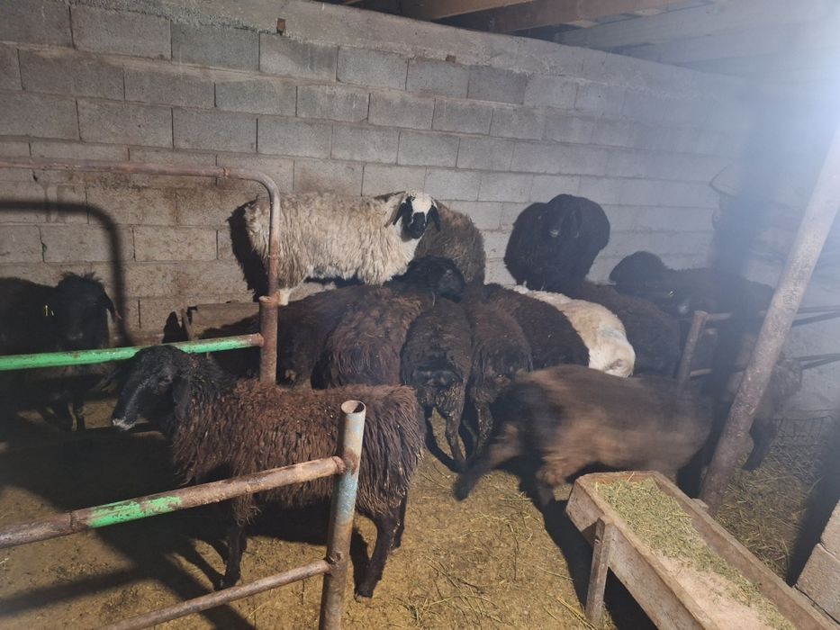 семиз токтылар ургашы еркек 20 бас бар