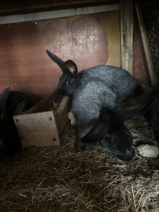 Продам кроликов разных возрастов