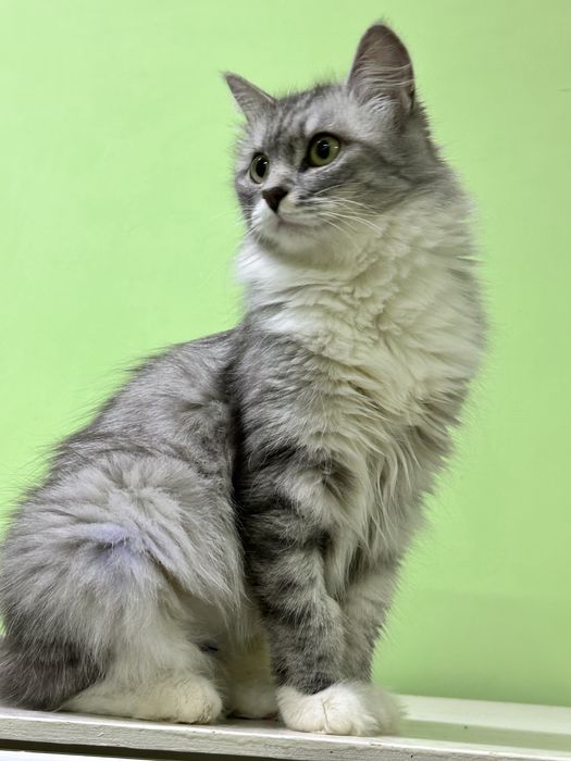Ищем добрые руки кошечке Ласке