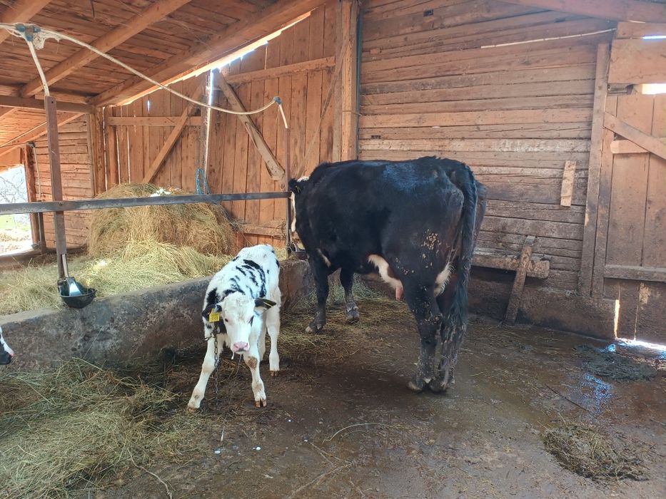 Vând vacă fătată