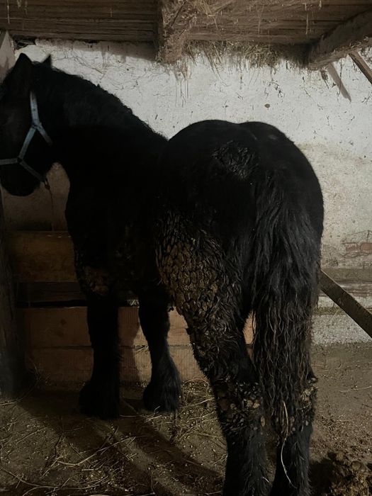 De vanzare manz de 8 luni