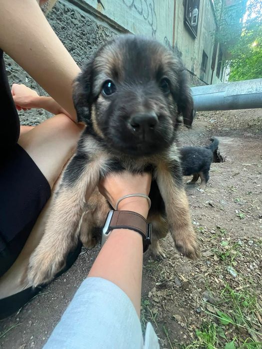Щенки ищут свой дом