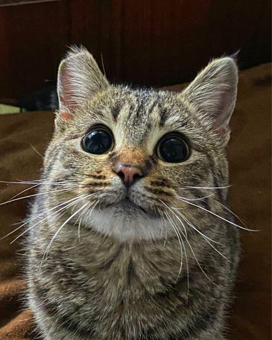 Отдам в добрые руки Котика